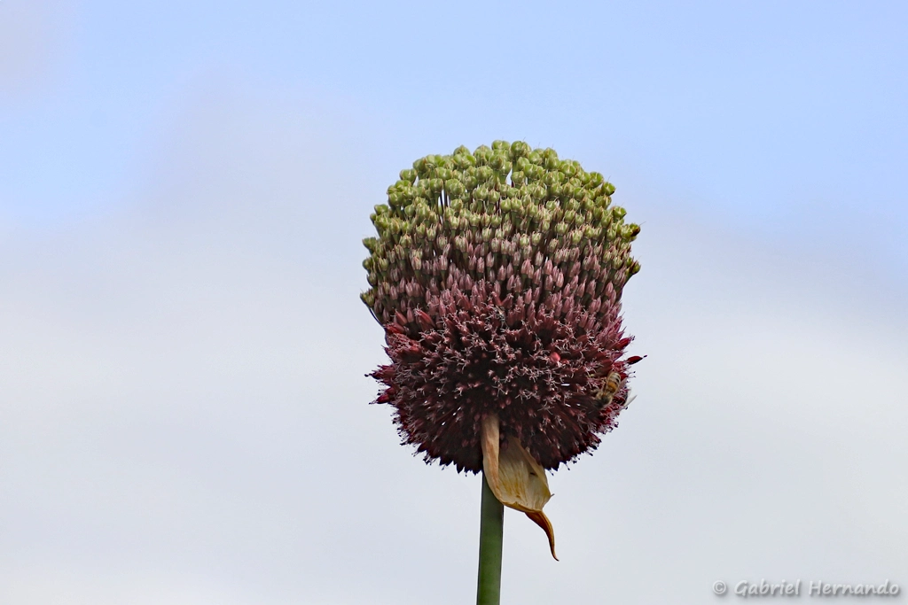 Inflorescence d'une espèce d'ail