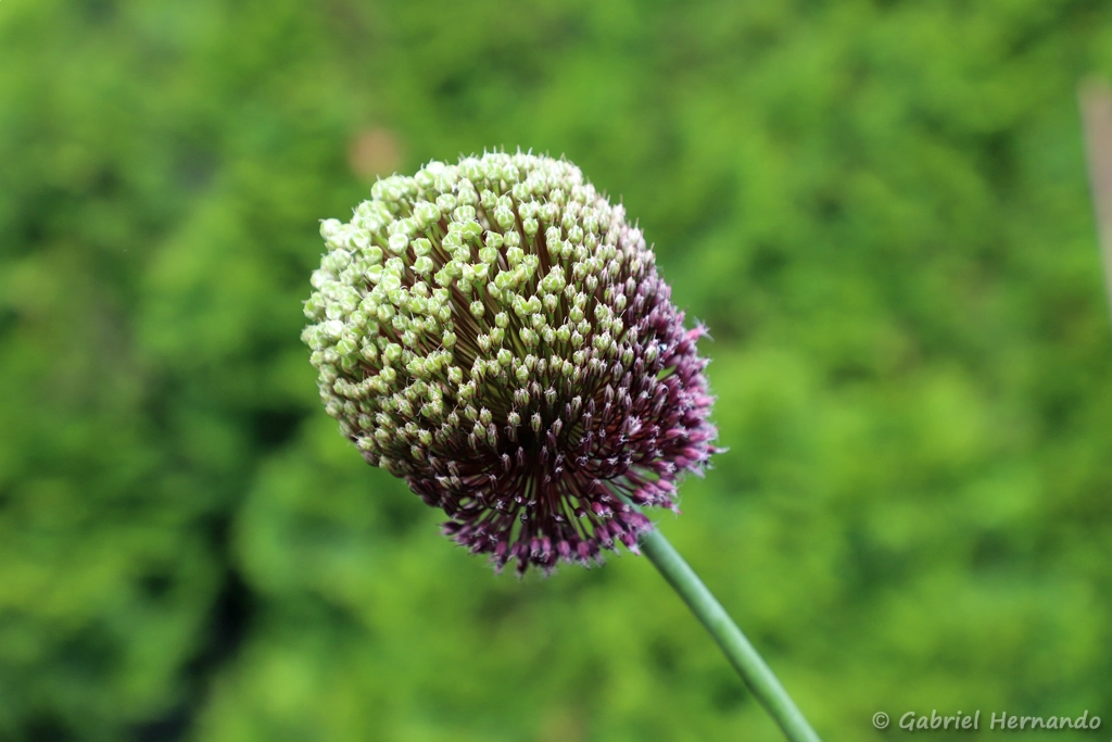 Inflorescence d'une espèce d'ail