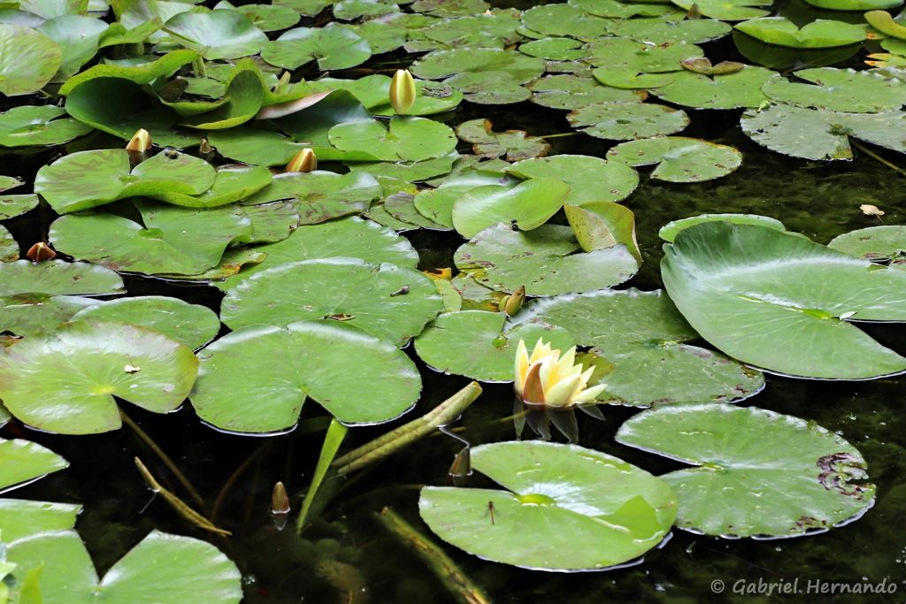 Dans le bassin aux nénuphars