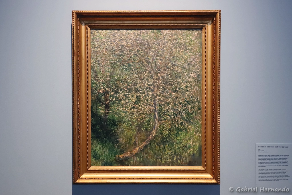 Pommier en fleurs au bord de l'eau