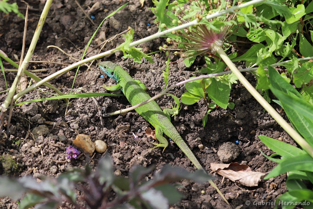 Lézard vert occidental