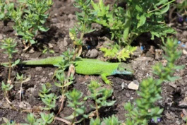 Lézard vert occidental