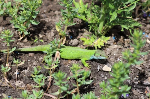 Lézard vert occidental