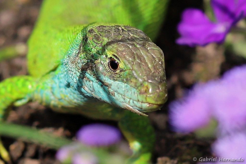 Tête du lézard vert occidental