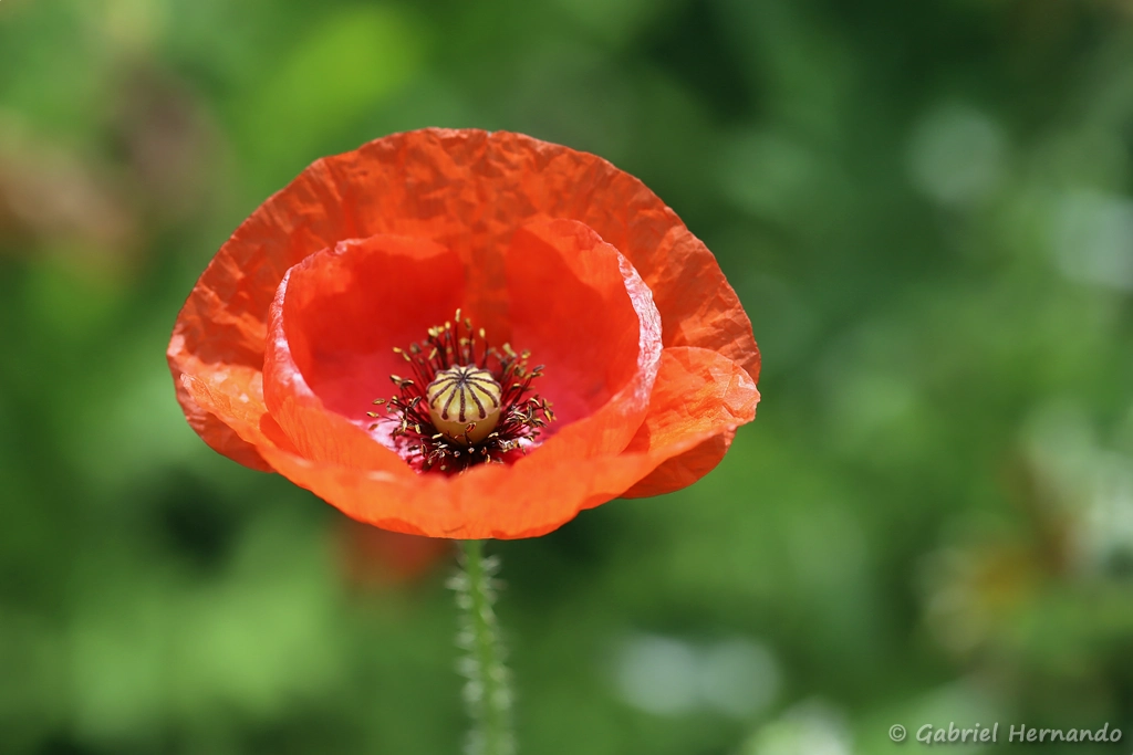 Coquelicot