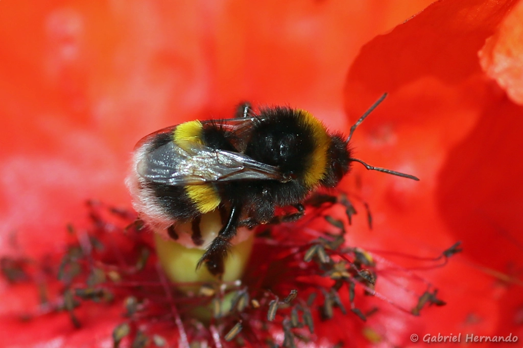 Bourdon du groupe terrestris