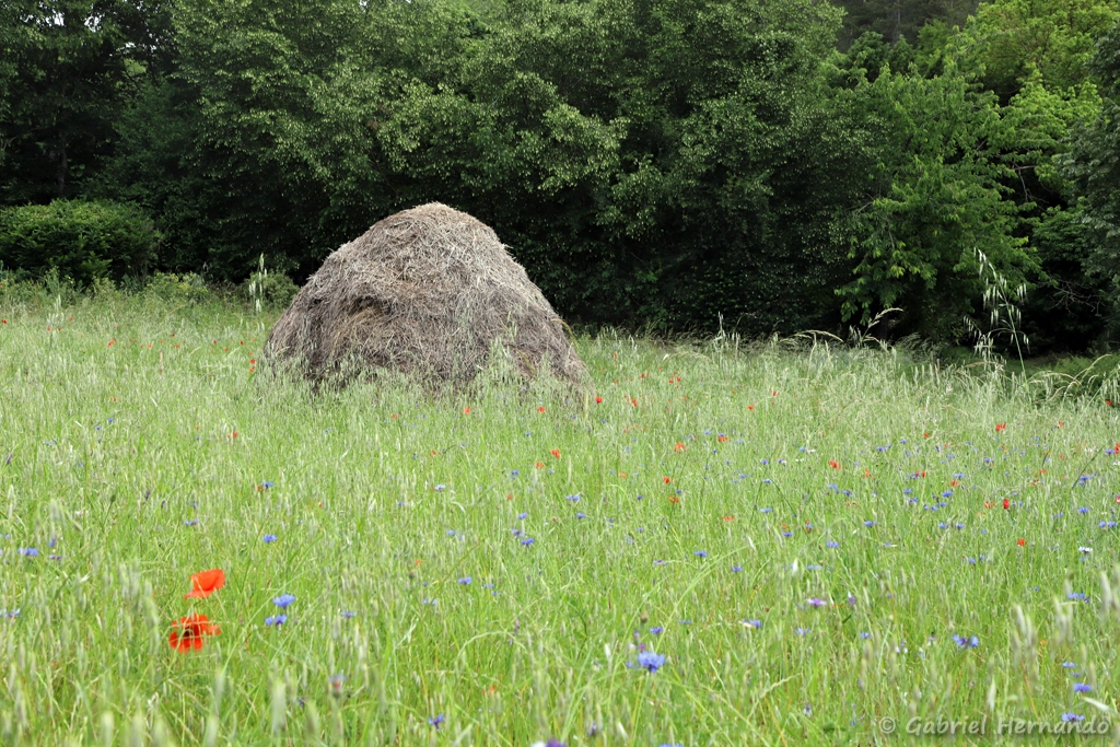 La meule, dans la prairie