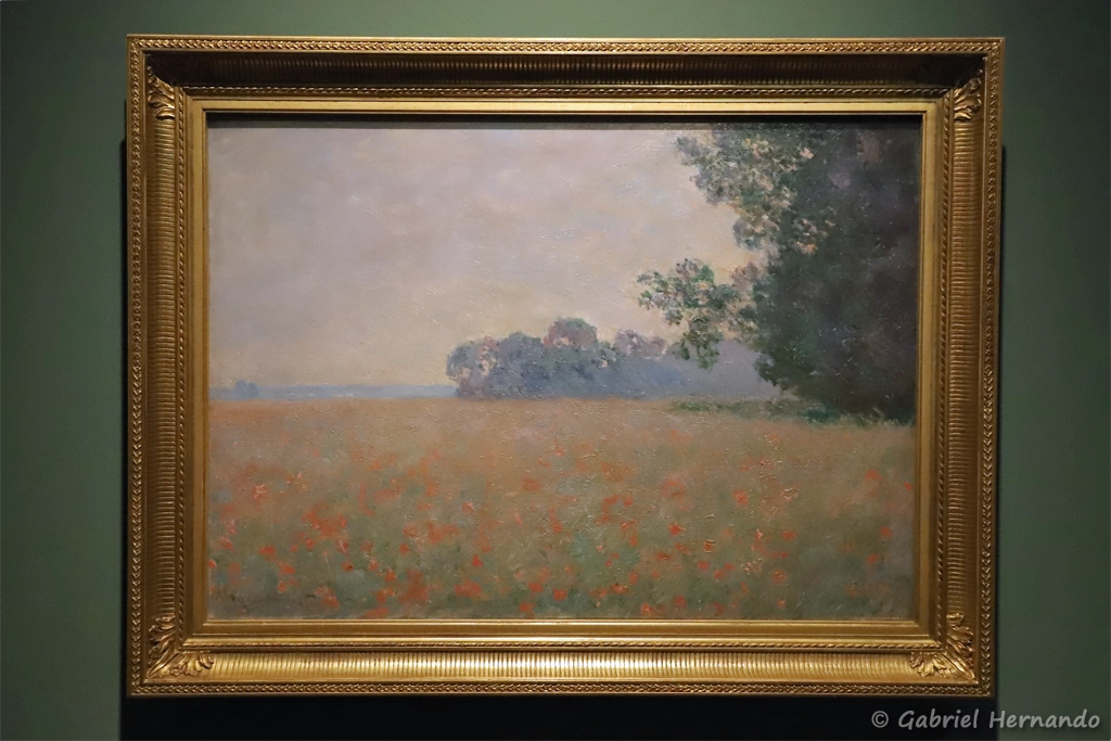 Champ d'avoine aux coquelicots