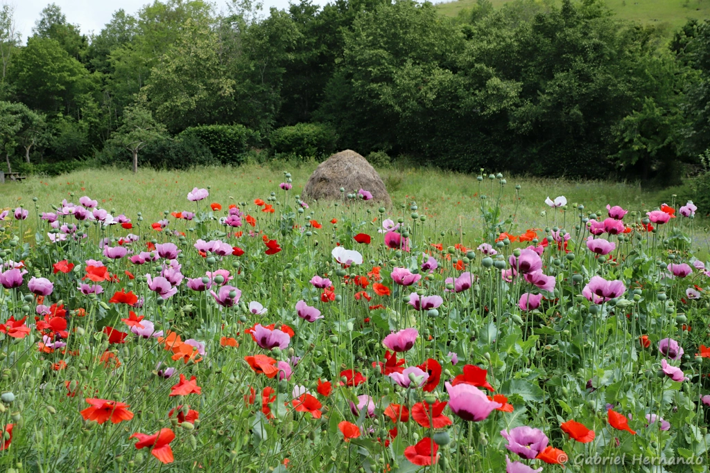 La meule, dans la prairie