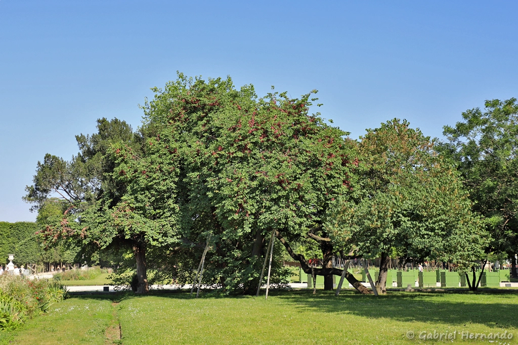 Arbre de Judée, dans la partie nord - Cercis siliquastrum