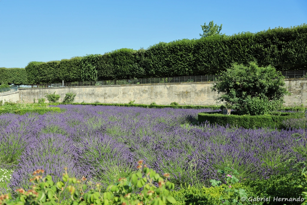 Parterre de lavandes