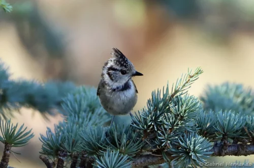 Mésange huppée