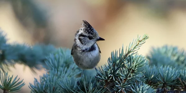 Mésange huppée