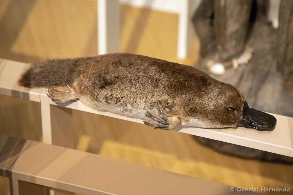 Ornithorynque