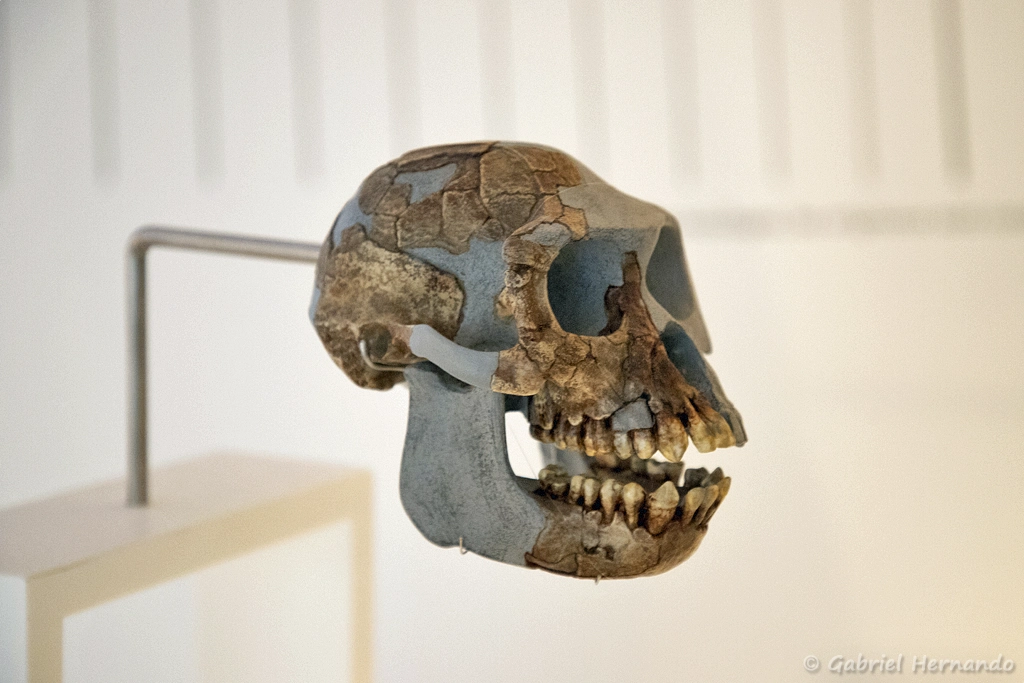 Ardipithecus ramidus