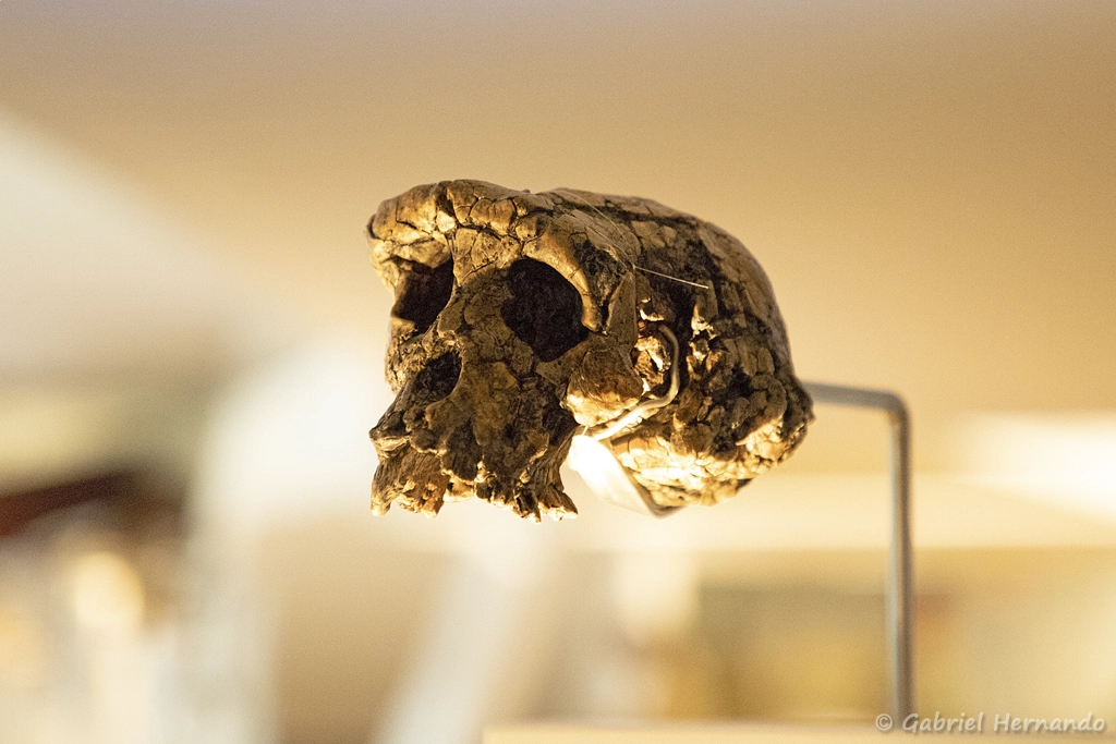 Sahelanthropus tchadensis