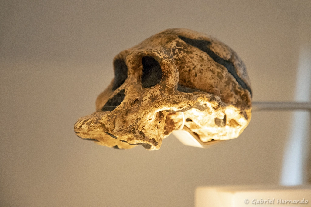 Australopithecus africanus