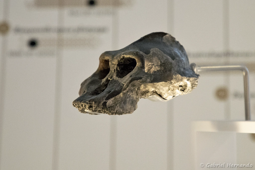 Paranthropus aethiopicus