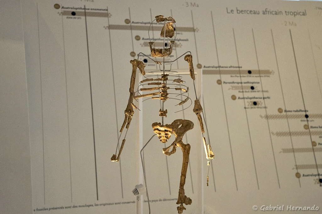 Australopithecus afarensis