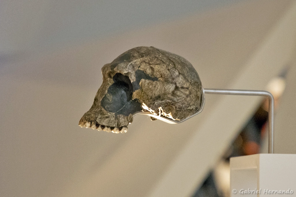 Homo habilis