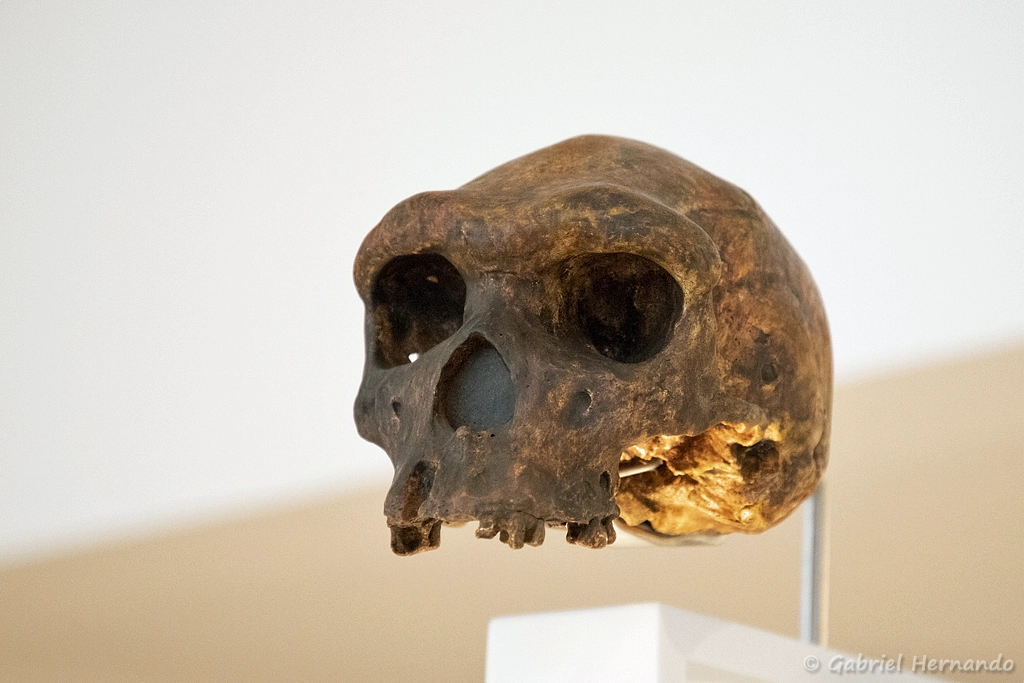 Homo rhodesiensis