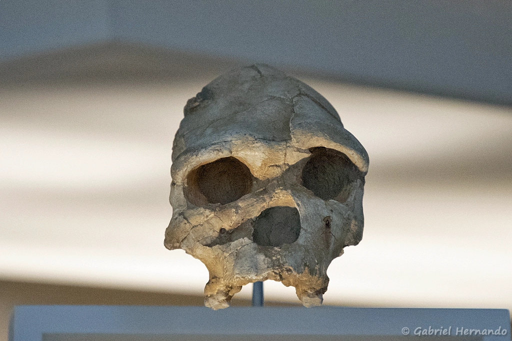 Homo heidelbergensis
