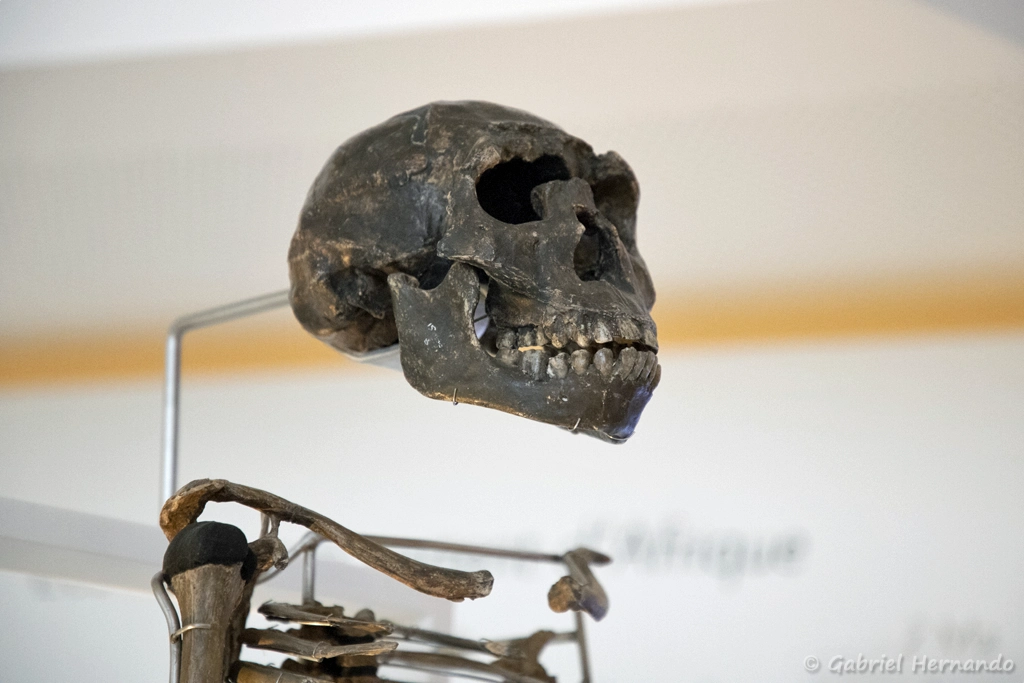 Homo ergaster