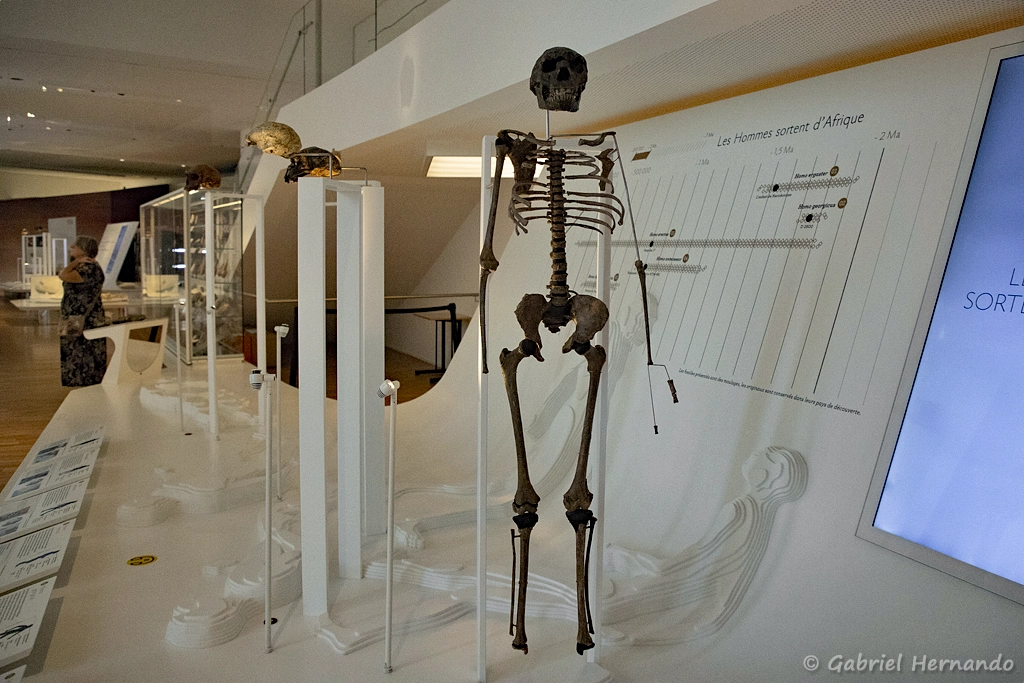 Homo ergaster
