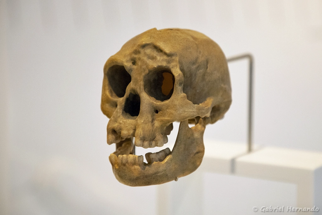 Crane d'Homo floresiensis