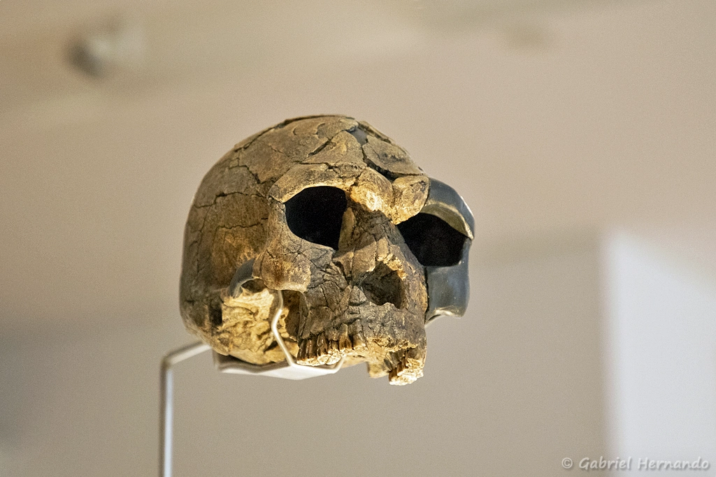 Homo sapiens