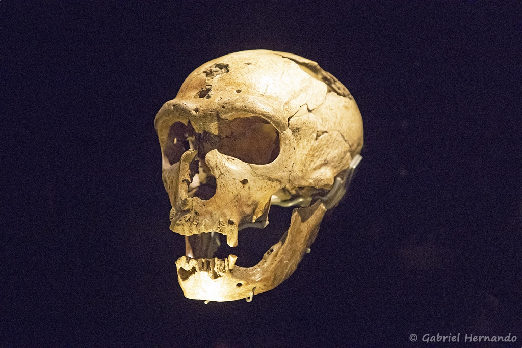 Homme de la Chapelle-aux-Saints - Homo neandertalensis