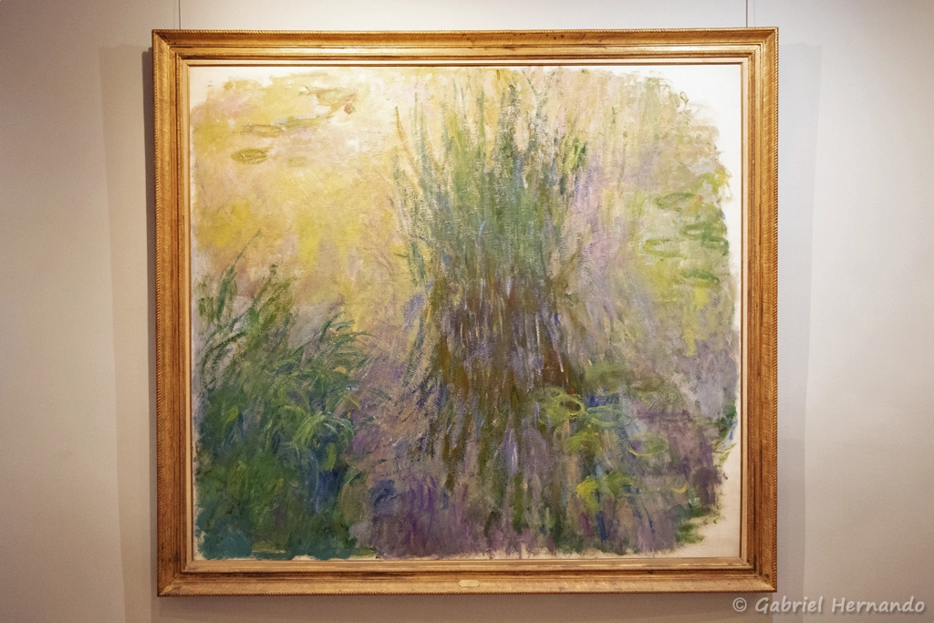 Nymphéas