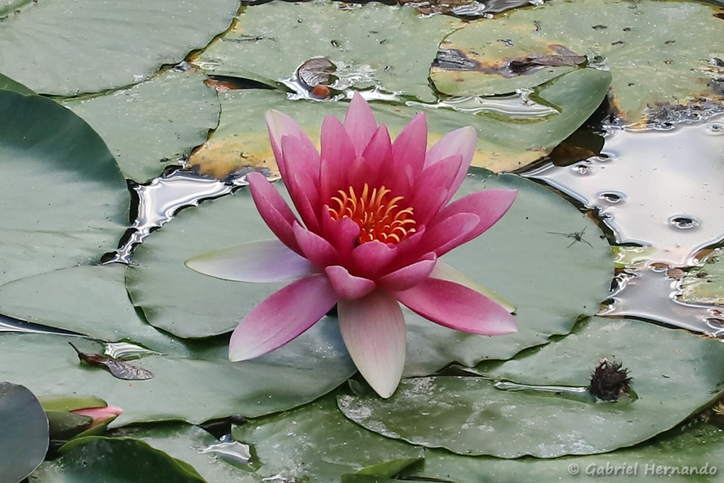 Nénuphar rose