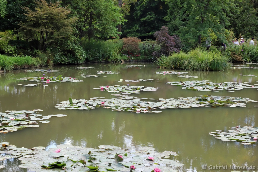 Le jardin d'eau, en été, avec les Nymphéas