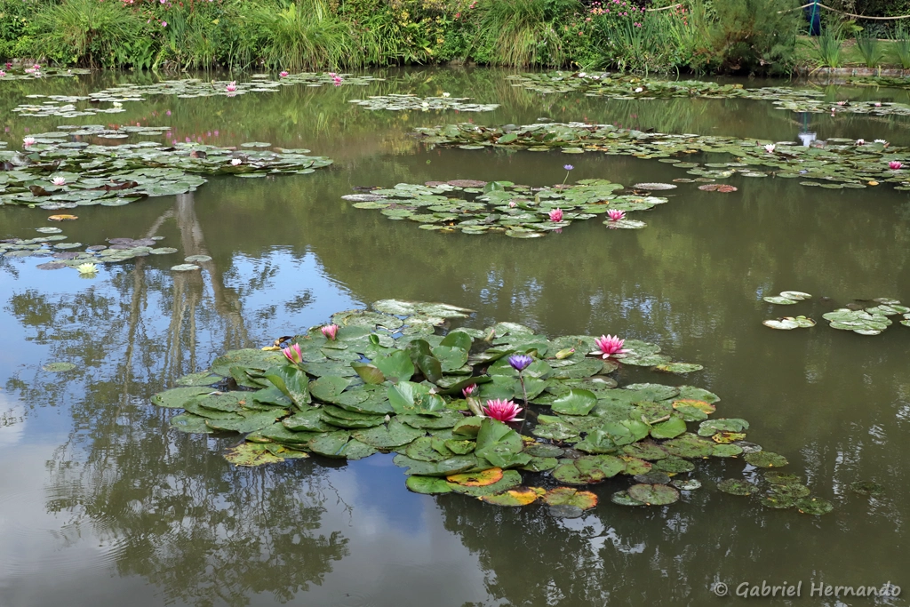 Les nénuphars dans le grand bassin