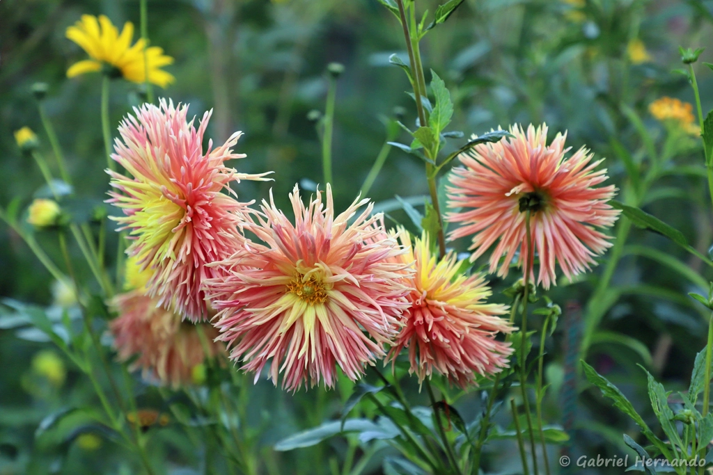 Dalhia des jardins