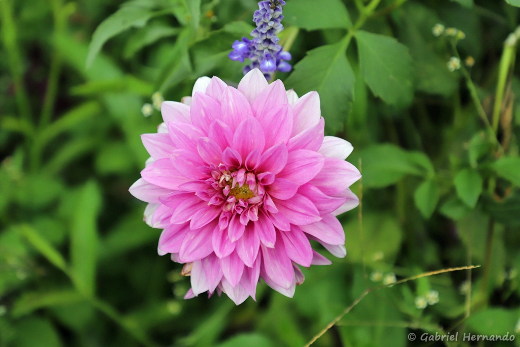 Dalhia des jardins