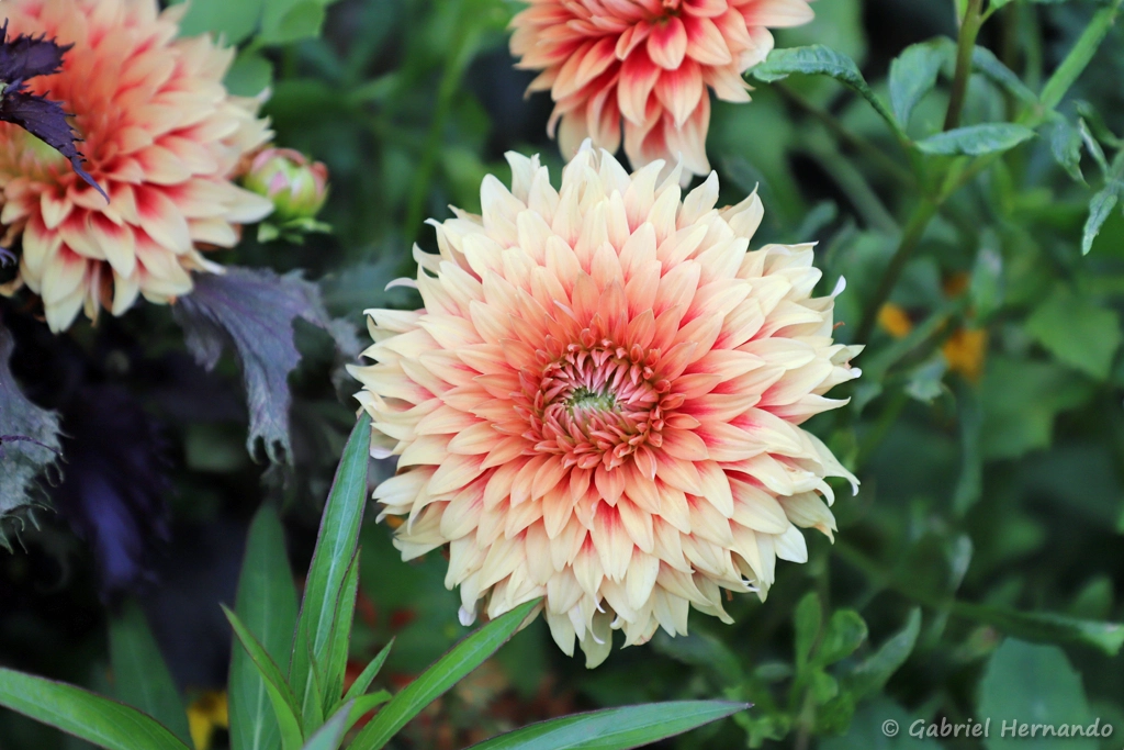 Dalhia des jardins