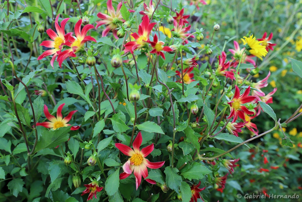 Dalhia des jardins