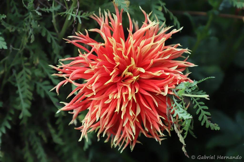 Dalhia des jardins
