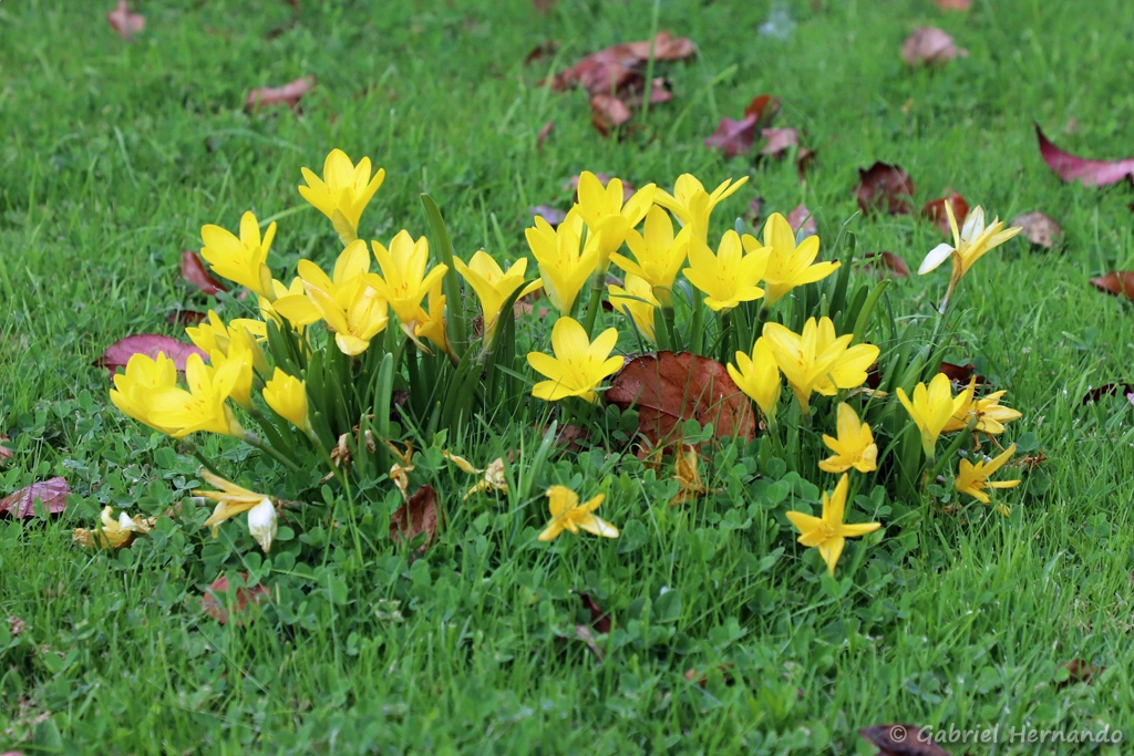Sternbergie jaune - Sternbergia lutea
