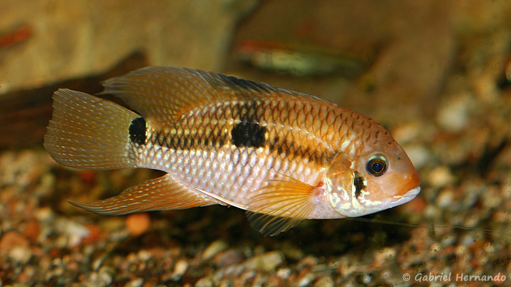 Aequidens patricki (club aquariophile de Vernon, juin 2013)