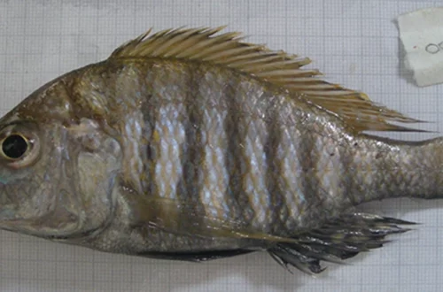 Alticorpus geoffreyi