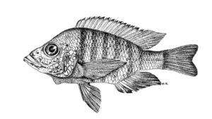 Alticorpus macrocleithrum