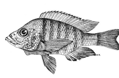 Alticorpus macrocleithrum