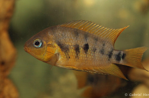 Amatitlania nanolutea (Hobby Zoo Tillman, Duisbourg, mai 2014)