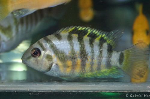 Amatitlania nigrofasciata, variété du Honduras (congrès AFC Vichy, septembre 2007)