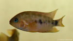 Amatitlania septemfasciata (Hobby Zoo Tillman, Duisbourg, mars 2009)