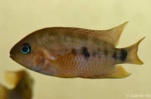 Amatitlania septemfasciata (Hobby Zoo Tillman, Duisbourg, mars 2009)