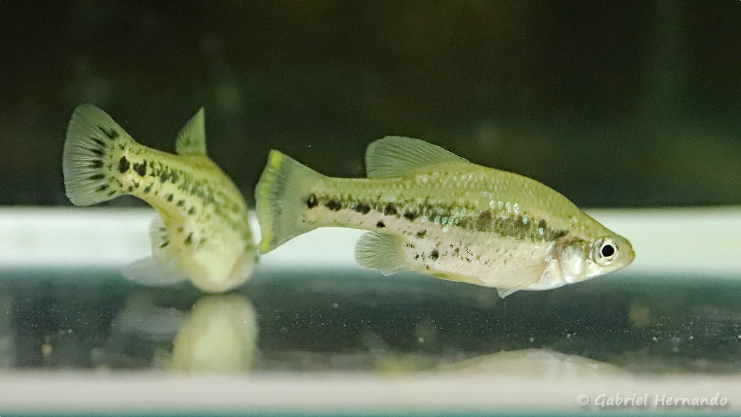 Ameca splendens, Rio Teuchtitlan